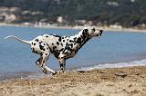 DALMATIEN 196